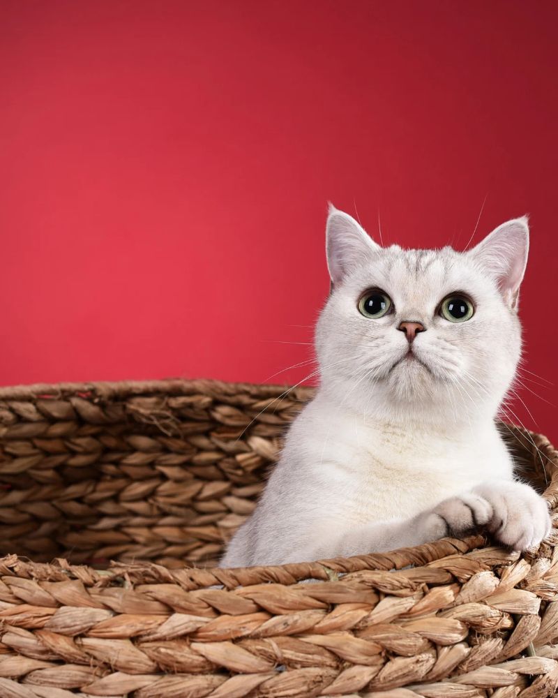 Everything for your cat
