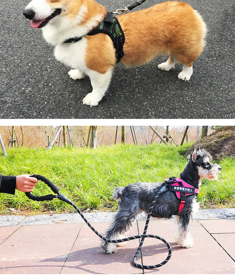 Nylon Dog Leash - Basic Walking Leash for Puppies & Adult Dogs